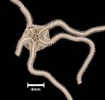 Media type: image;   Invertebrate Zoology OPH-1495 Aspect: ventral